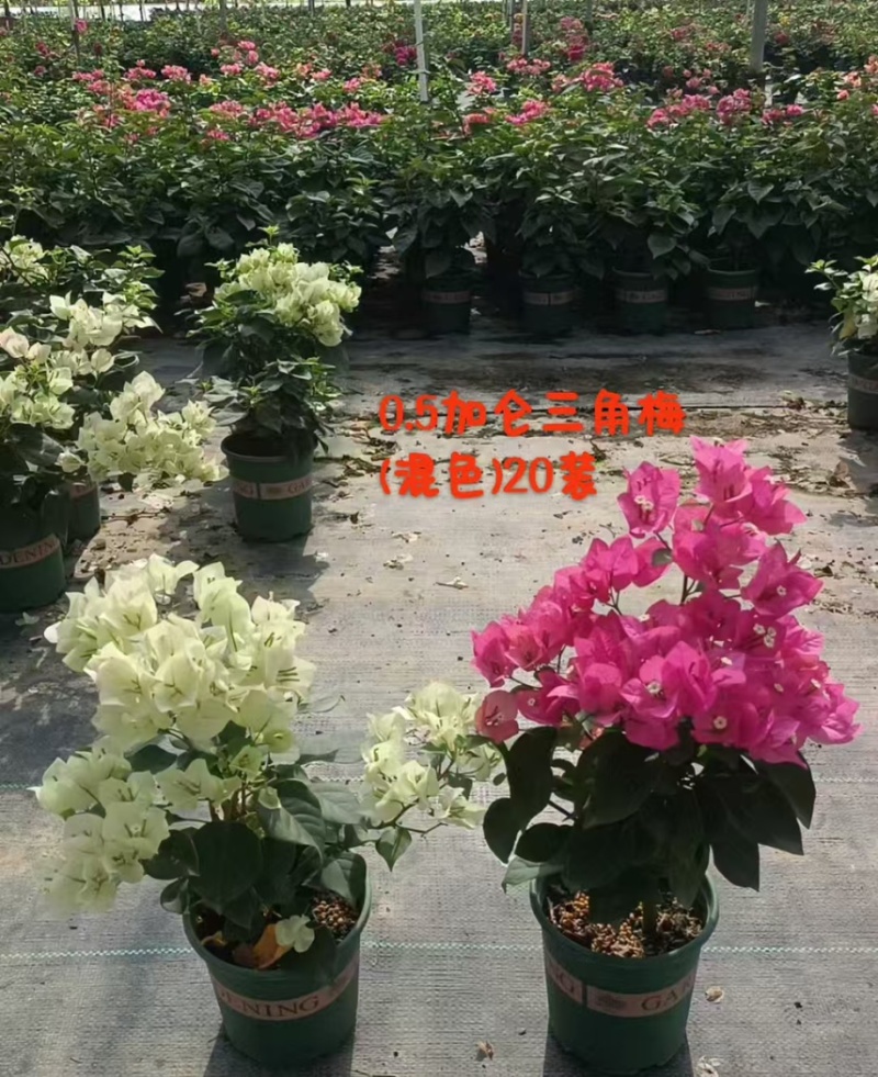 广东省广州市供应三角梅盆栽