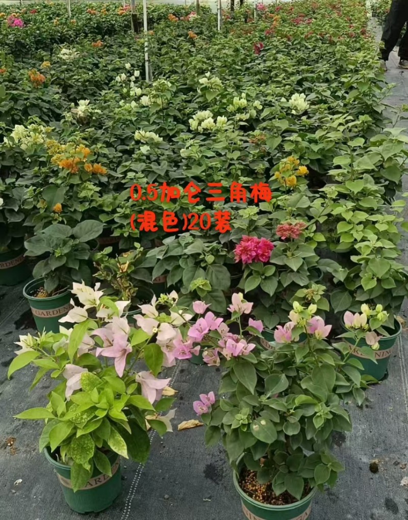 广东省广州市供应三角梅盆栽