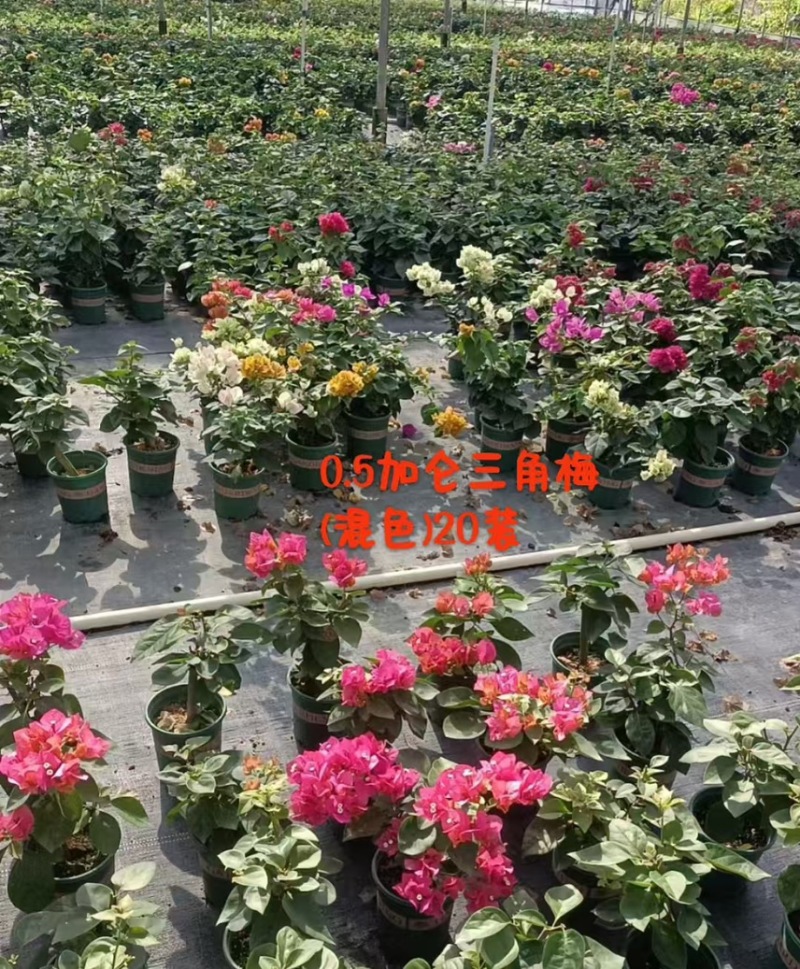广东省广州市供应三角梅盆栽