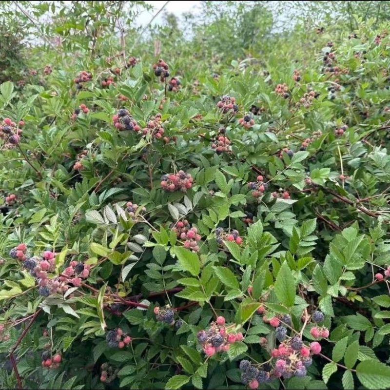 黄泡苗云南产区直发保质保量供货价钱实惠