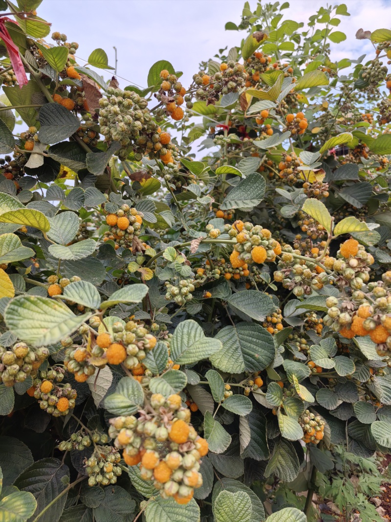 黄泡苗云南产区直发保质保量供货价钱实惠