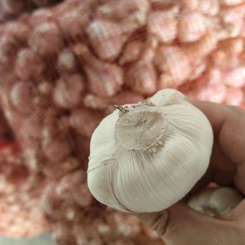 苍山大蒜正宗四六瓣白皮干蒜头地标农产品粘辣鲜香好吃下饭