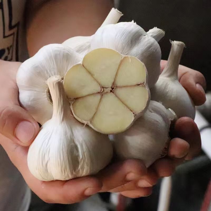 苍山大蒜正宗四六瓣白皮干蒜头地标农产品粘辣鲜香好吃下饭