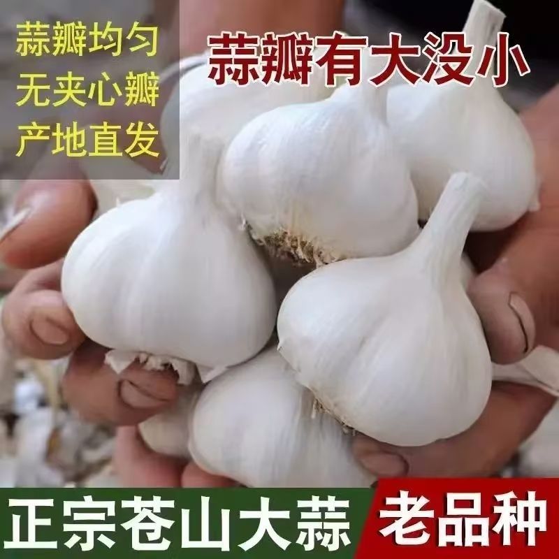 苍山大蒜正宗四六瓣白皮干蒜头地标农产品粘辣鲜香好吃下饭