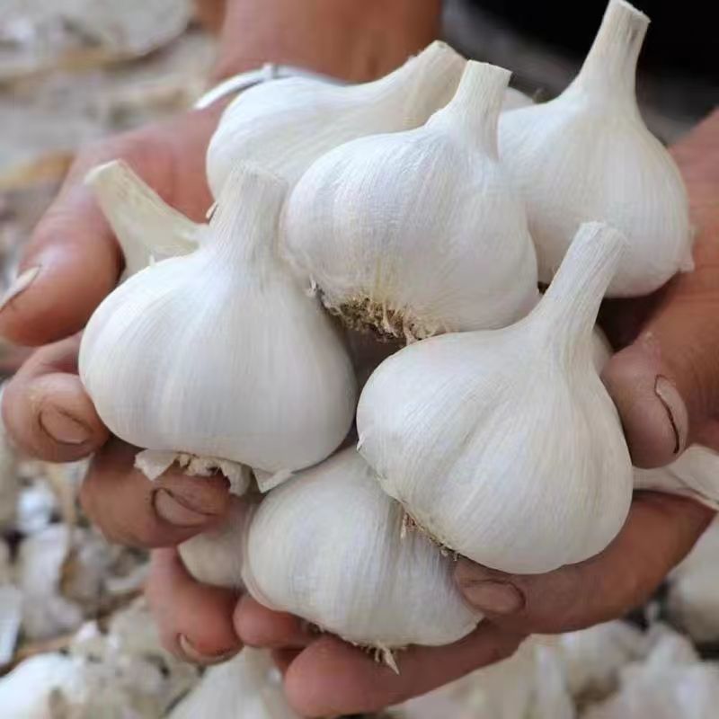 苍山大蒜正宗四六瓣白皮干蒜头地标农产品粘辣鲜香好吃下饭