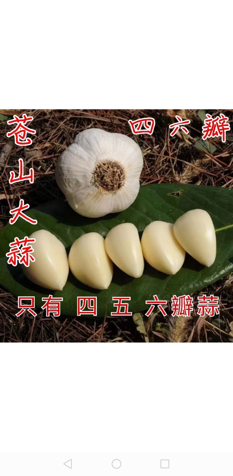 苍山大蒜正宗四六瓣白皮干蒜头地标农产品粘辣鲜香好吃下饭