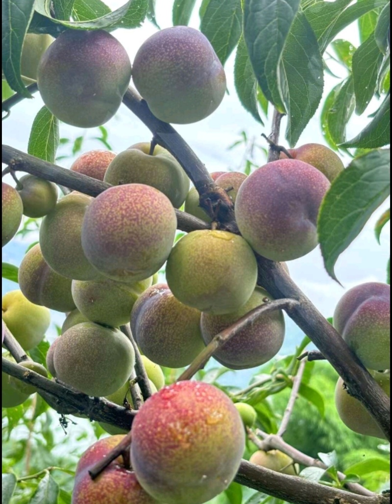 云南绥江半边红李子原产地（可一件代发）大量有货质量可靠
