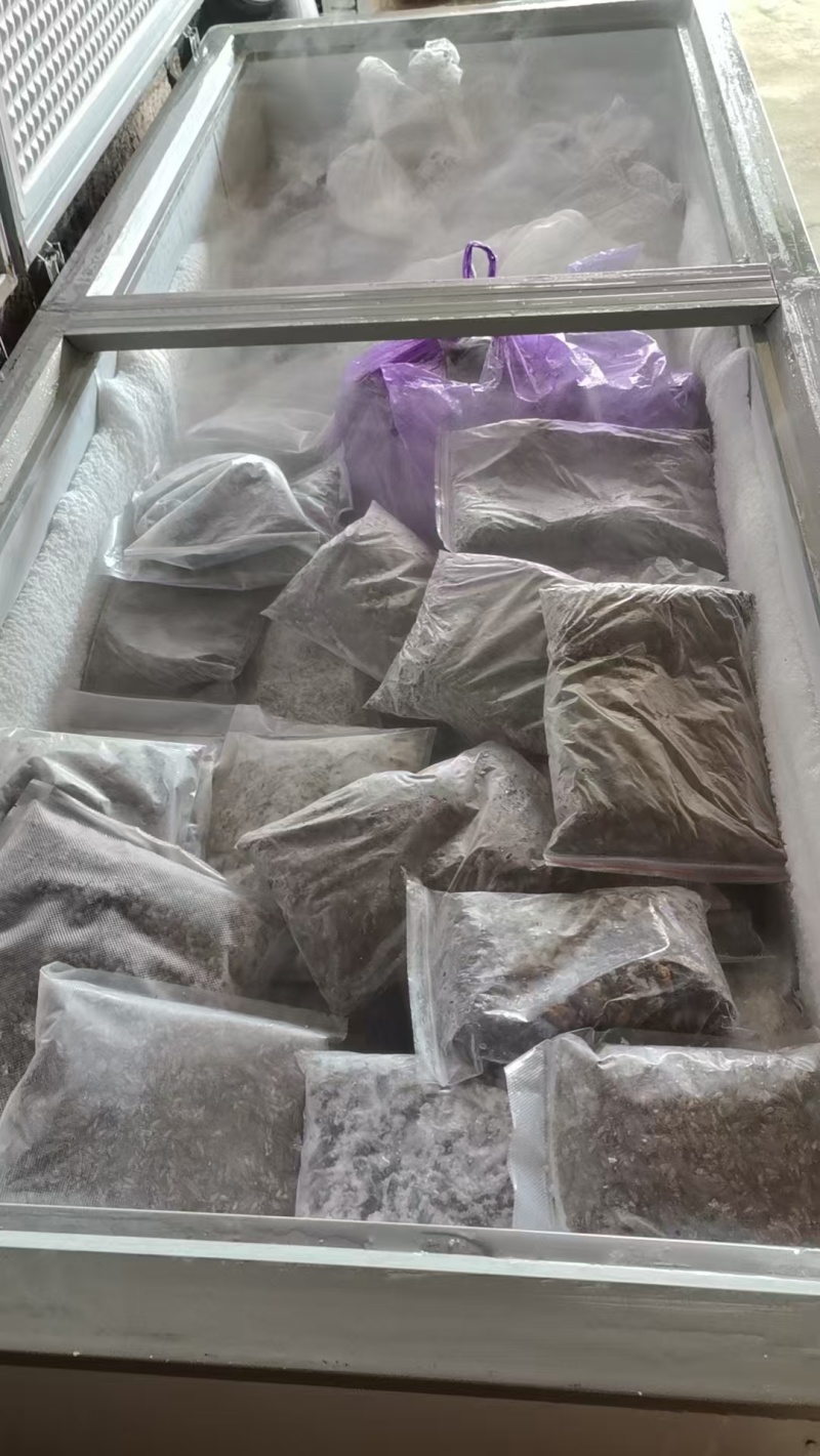 【精选】广西冻品白蟋蟀基地直发，对接全国电商团购