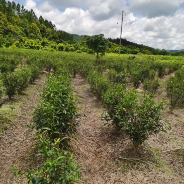 农家茶树（六年树）