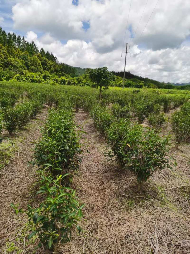 农家茶树（六年树）