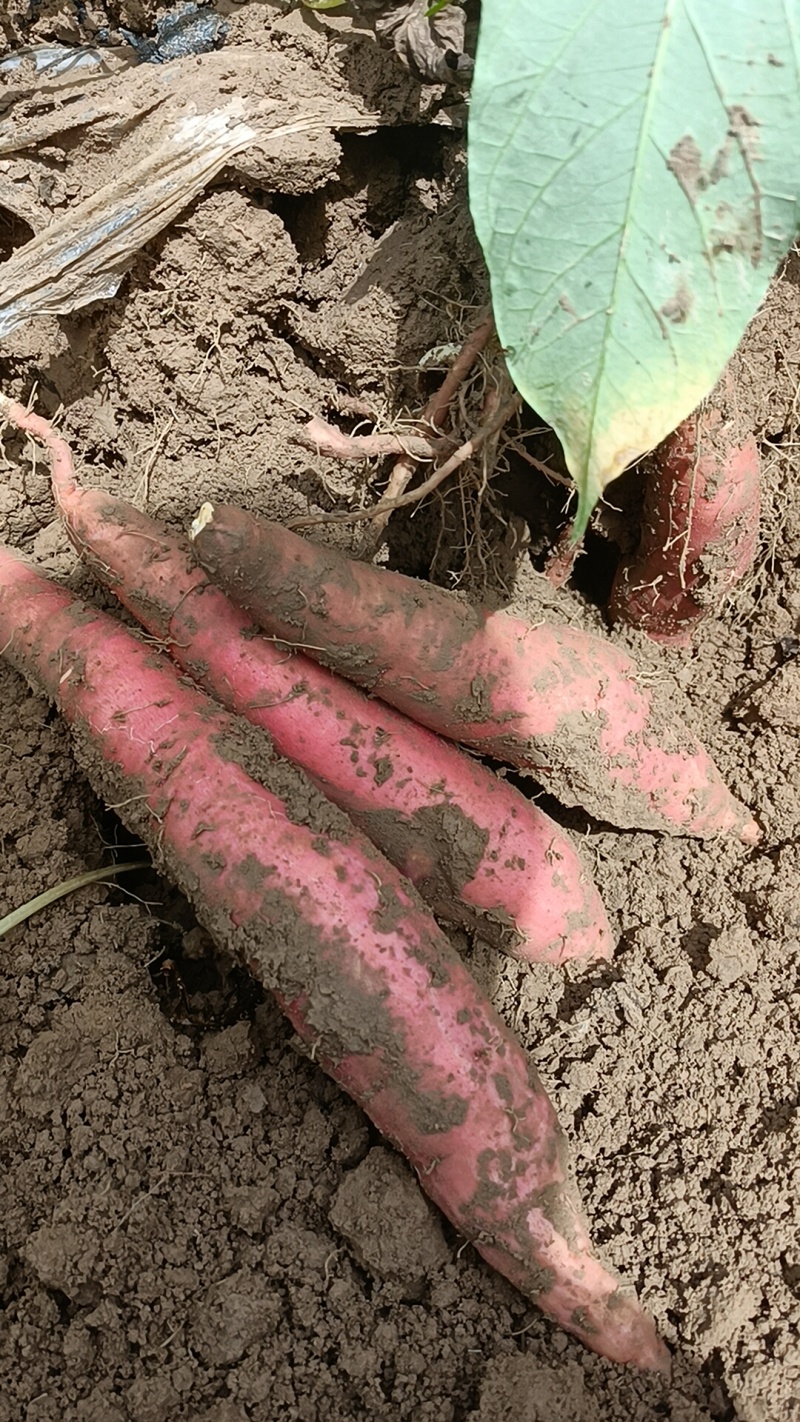 我们这里都是沙土地，红薯大量上市，产地直销一手货源