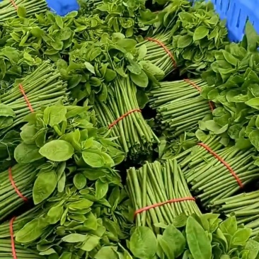 新鲜采摘树仔菜