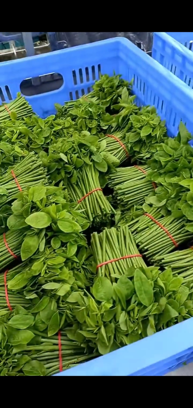 新鲜采摘树仔菜