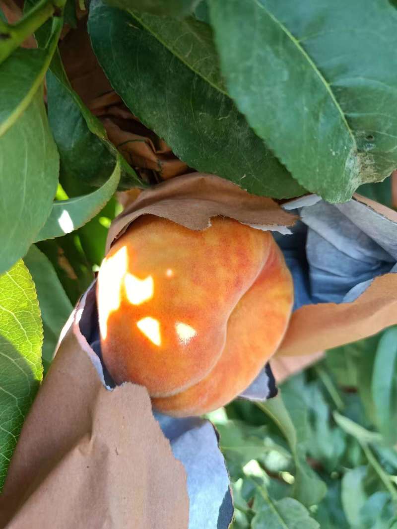 套袋毛蟠产地有货！多品种套袋毛蟠桃上市！