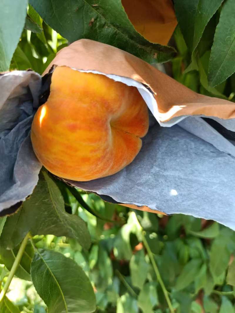 套袋毛蟠产地有货！多品种套袋毛蟠桃上市！