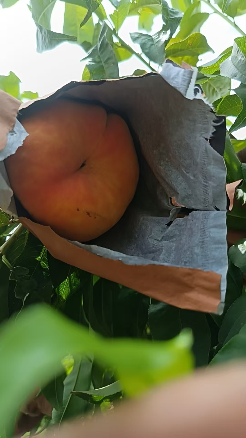 套袋毛蟠产地有货！多品种套袋毛蟠桃上市！