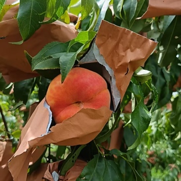 套袋毛蟠产地有货!多品种套袋毛蟠桃上市!