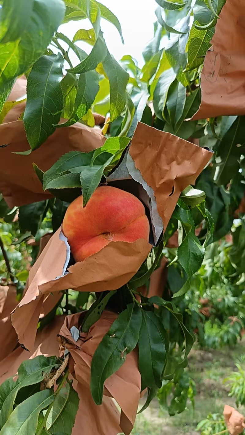 套袋毛蟠产地有货！多品种套袋毛蟠桃上市！