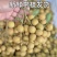 龙眼一件代发产地直销精品龙眼核小个大肉厚