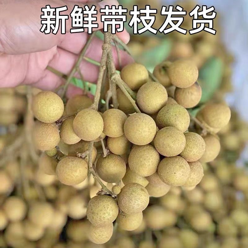 龙眼一件代发产地直销精品龙眼核小个大肉厚