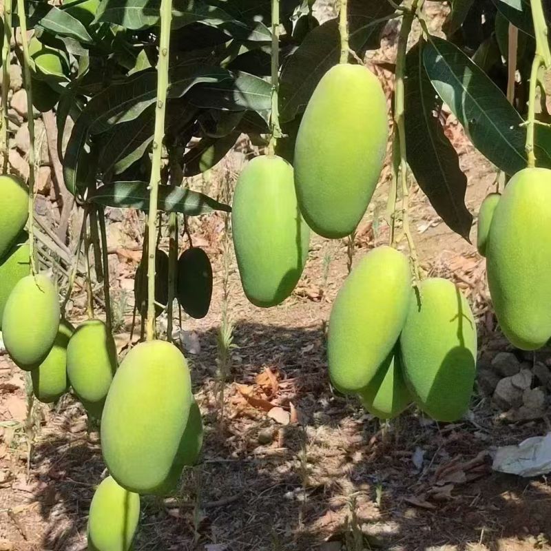 川渝大青芒