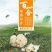 龙山百合干片无硫