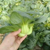矮糯黑大头青梗菜种子优选四倍体黑大头菜种籽四季蔬菜籽大田