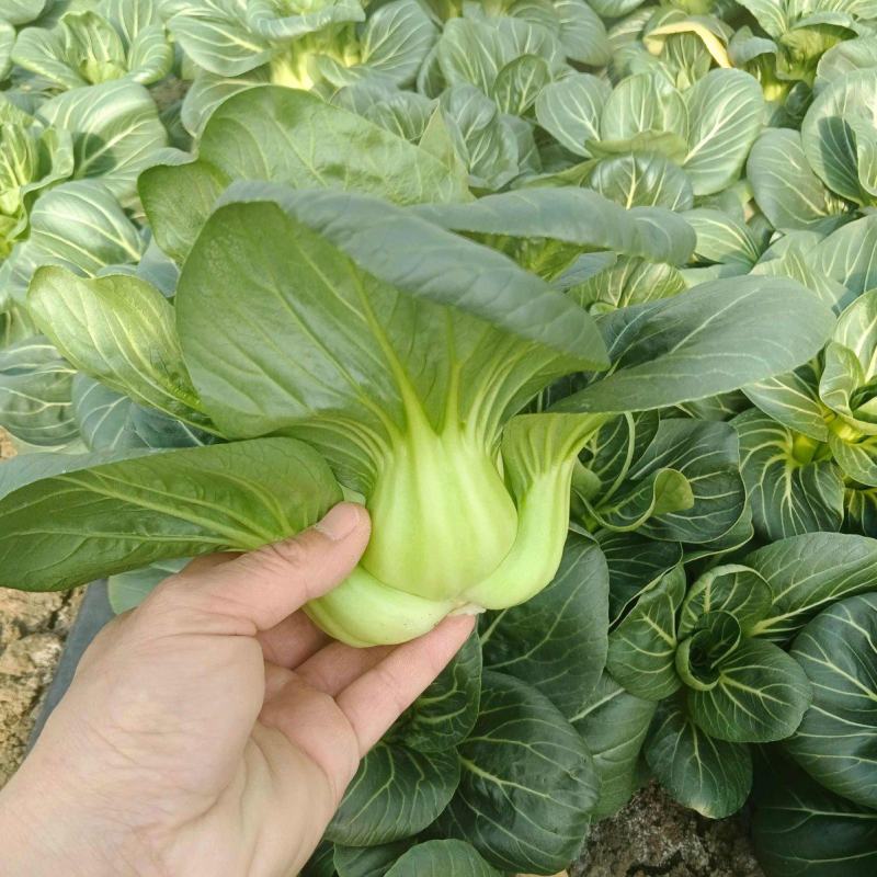 矮糯黑大头青梗菜种子优选四倍体黑大头菜种籽四季蔬菜籽大田