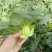 矮糯黑大头青梗菜种子优选四倍体黑大头菜种籽四季蔬菜籽大田