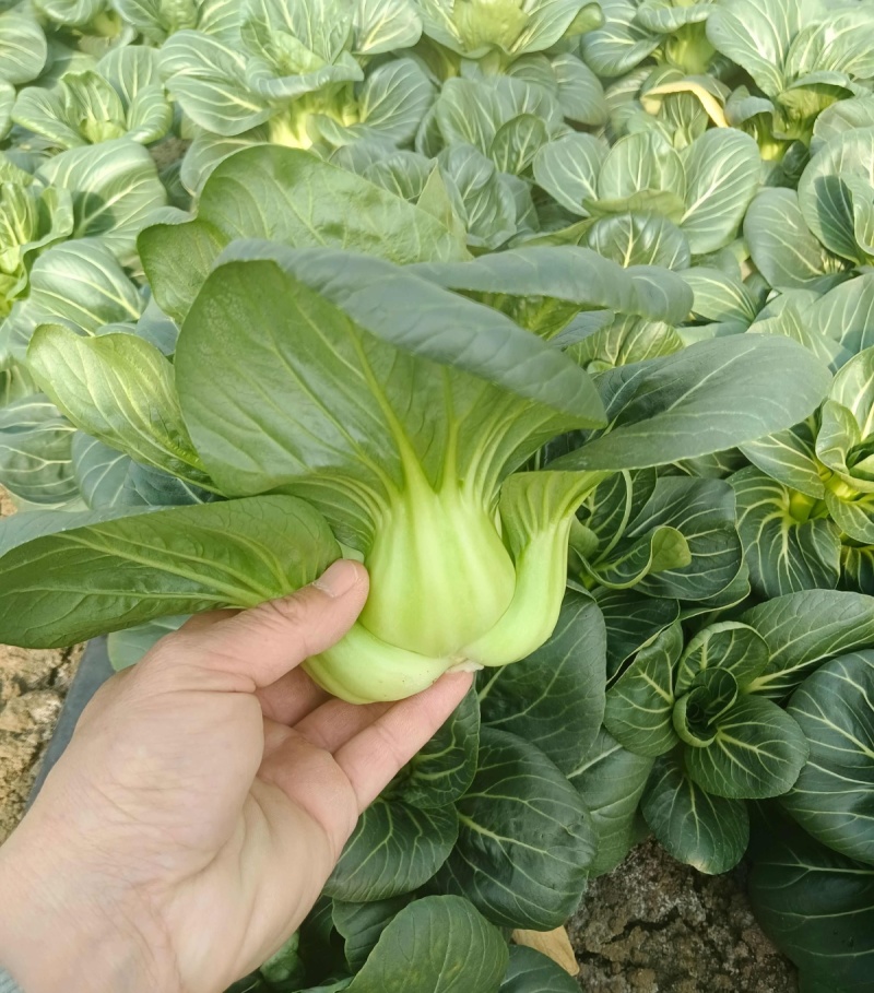 矮糯黑大头青梗菜种子优选四倍体黑大头菜种籽四季蔬菜籽大田