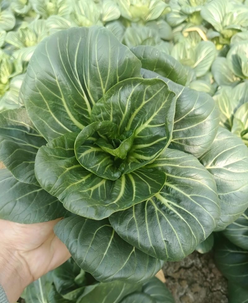 矮糯黑大头青梗菜种子优选四倍体黑大头菜种籽四季蔬菜籽大田
