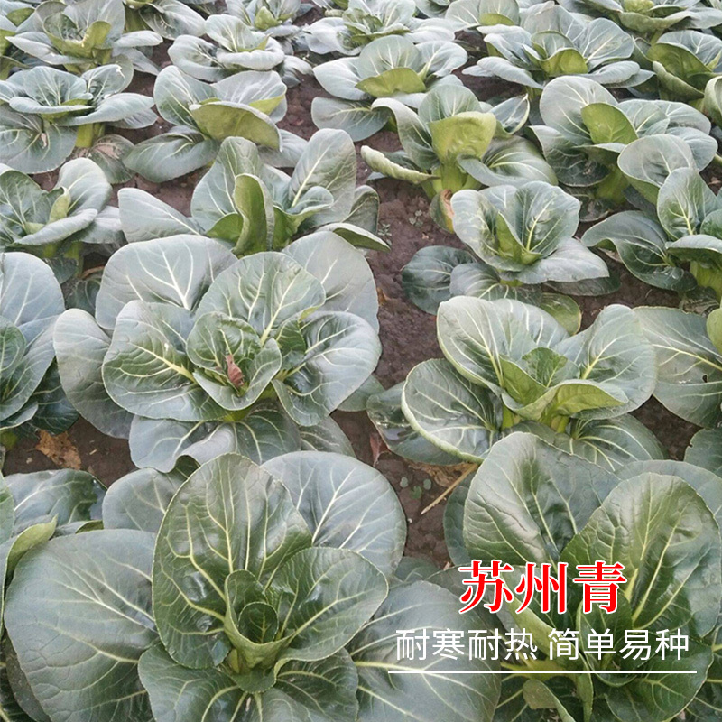 矮糯黑大头青梗菜种子优选四倍体黑大头菜种籽四季蔬菜籽大田