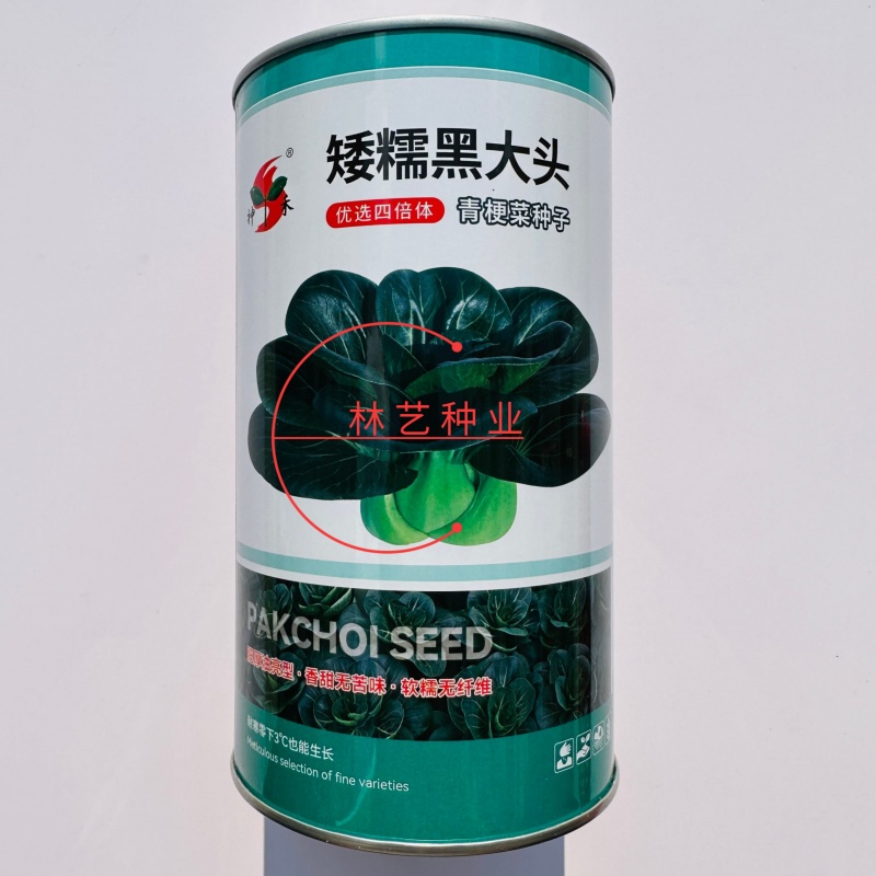 矮糯黑大头青梗菜种子优选四倍体黑大头菜种籽四季蔬菜籽大田