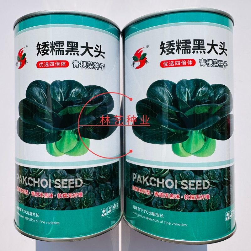 矮糯黑大头青梗菜种子优选四倍体黑大头菜种籽四季蔬菜籽大田