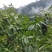 四川凉山核桃新鲜青皮核桃尝鲜核桃去皮核桃大优鲜带皮核