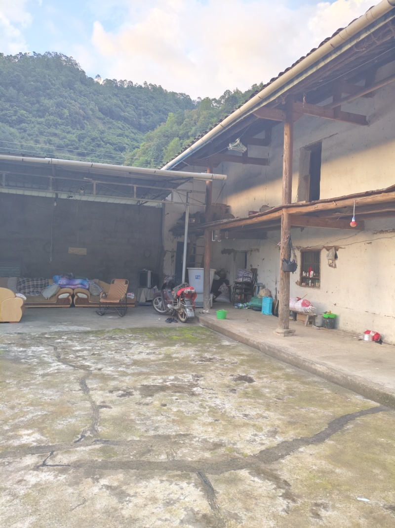 四川凉山核桃新鲜青皮核桃尝鲜核桃去皮核桃大优鲜带皮核