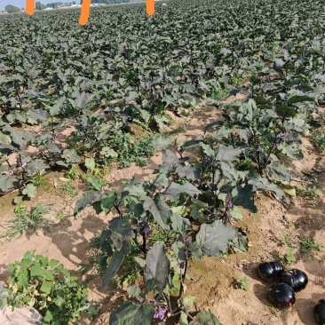 大量茄子下树