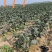 大量茄子下树