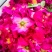 玫瑰花茶【玫瑰种植园】发往全国市场诚信经营，客户至上！