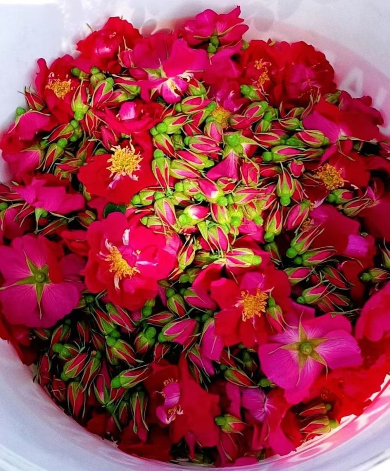 玫瑰花茶【玫瑰种植园】发往全国市场诚信经营，客户至上！