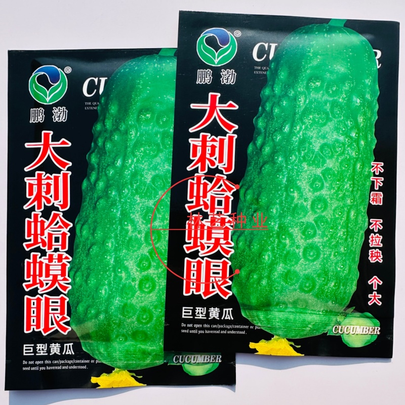 大刺蛤蟆眼巨型黄瓜种子中晚熟东北旱黄瓜粗大刺品种高产