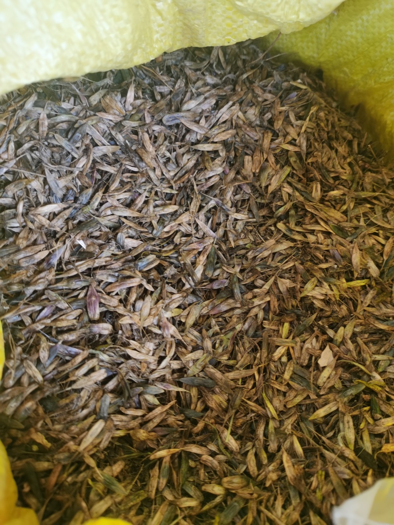 第二年的优质板蓝根种籽，如果想种的老板咨询我，数量不多