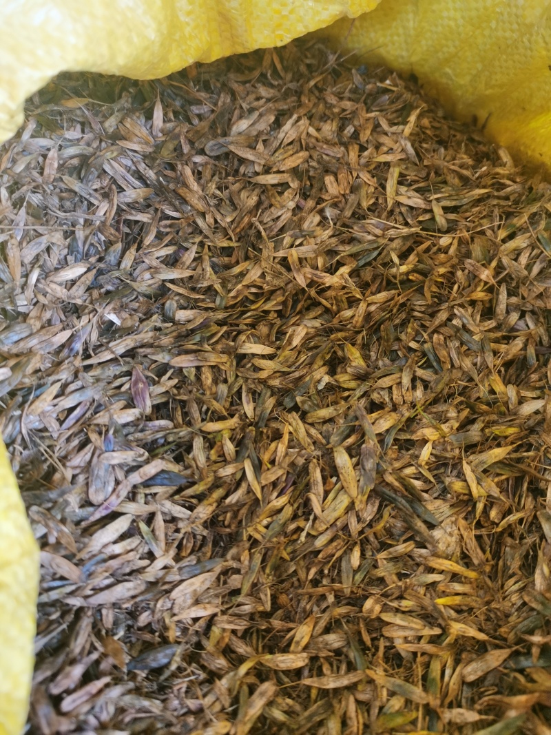 第二年的优质板蓝根种籽，如果想种的老板咨询我，数量不多