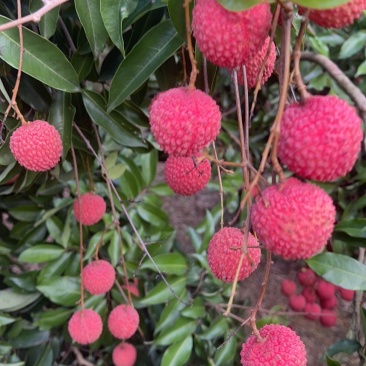 广东桂味2.5风花1.2