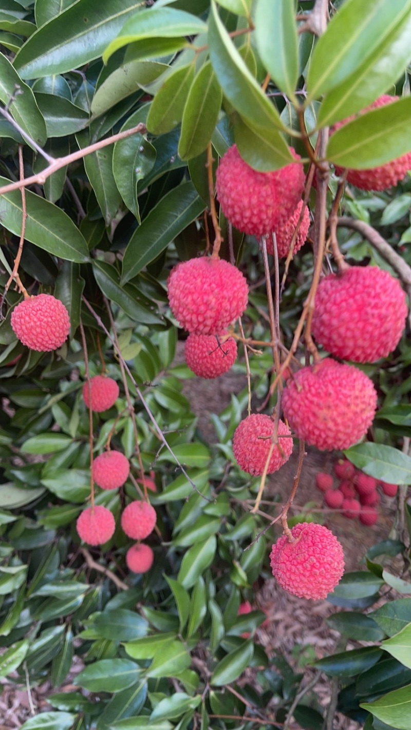 广东桂味2.5风花1.2