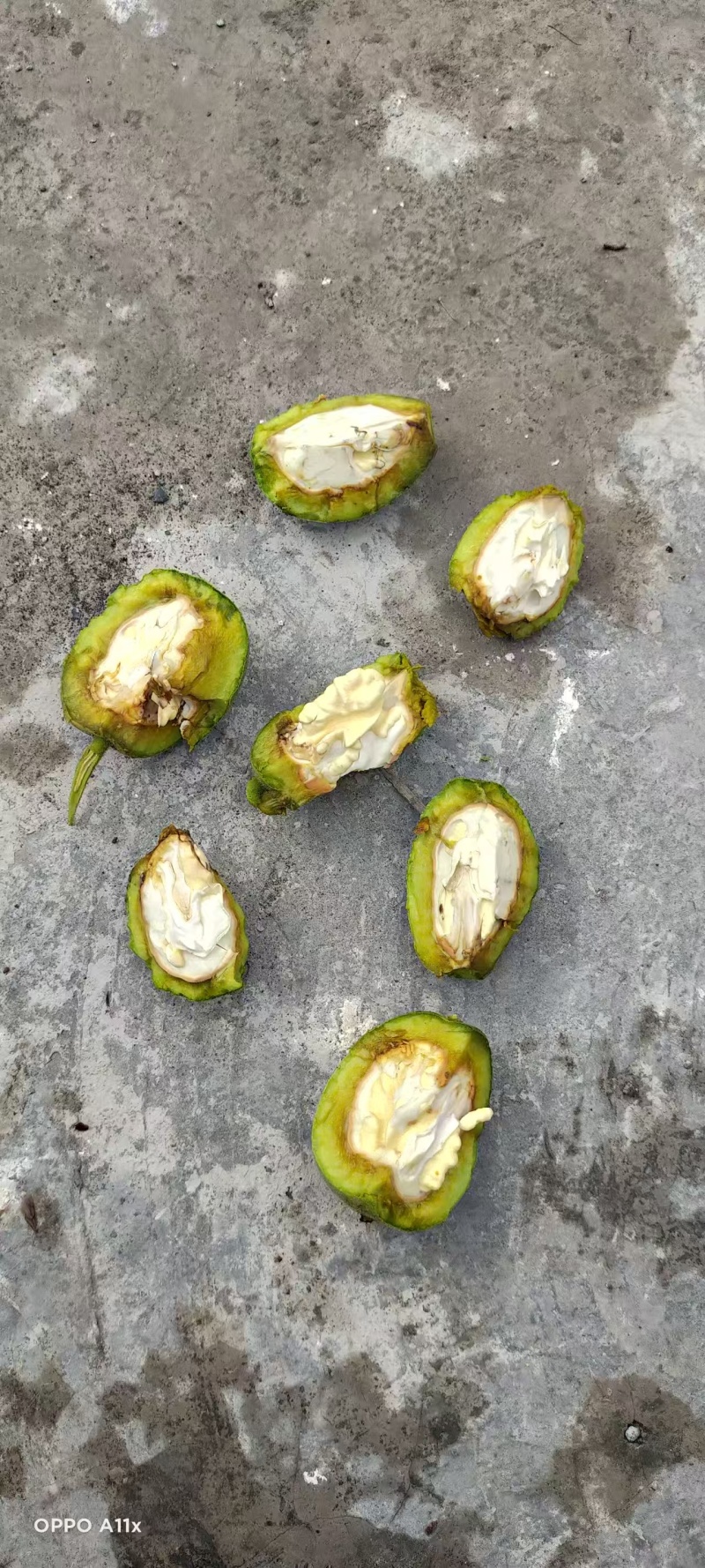 四川凉山核桃新鲜青皮核桃尝鲜核桃去皮核桃大优鲜带皮核