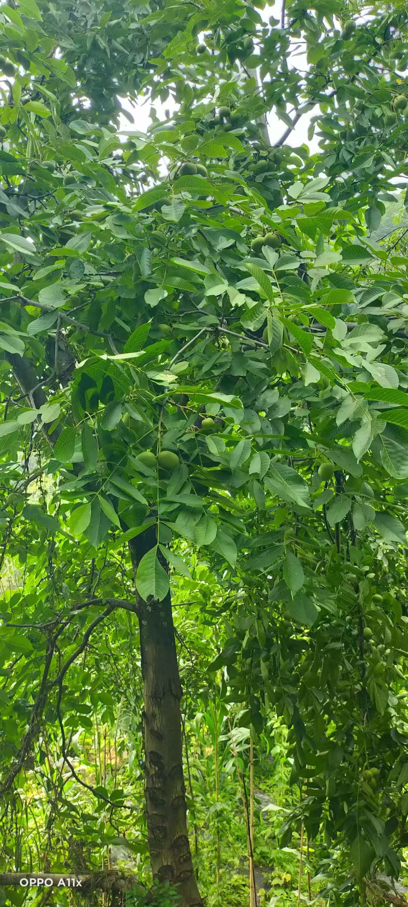 四川凉山核桃新鲜青皮核桃尝鲜核桃去皮核桃大优鲜带皮核