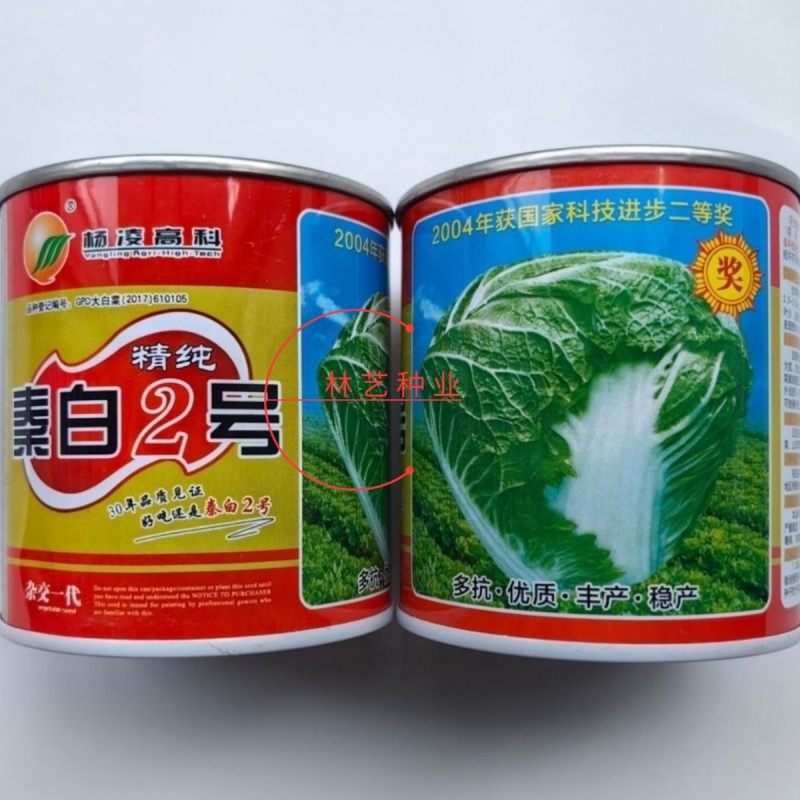 杨凌精纯秦白2号白菜种子矮桩叠抱包球紧实冬性强耐贮藏秋播