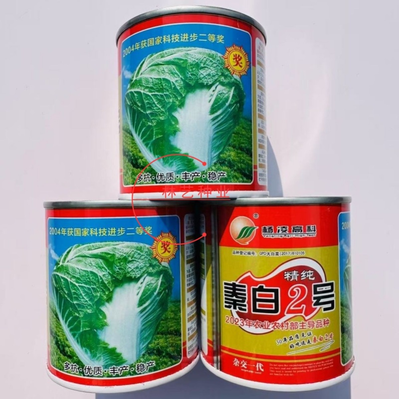 杨凌精纯秦白2号白菜种子矮桩叠抱包球紧实冬性强耐贮藏秋播