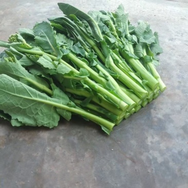 贵州威宁高山高海拔露天板蓝根菜苔，